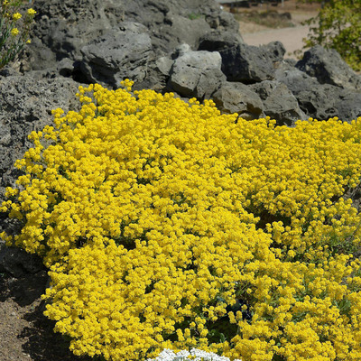 Alyssum Saxatile Gold Ball