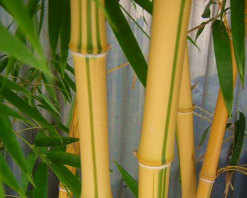 Bambuszok