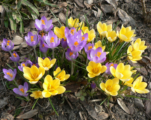 Évelő tavaszi virágok