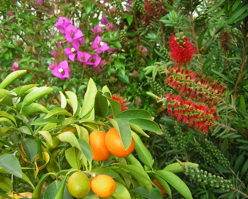 Mediterrán növények