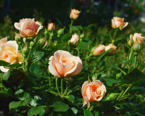 Polyantha és floribunda rózsák