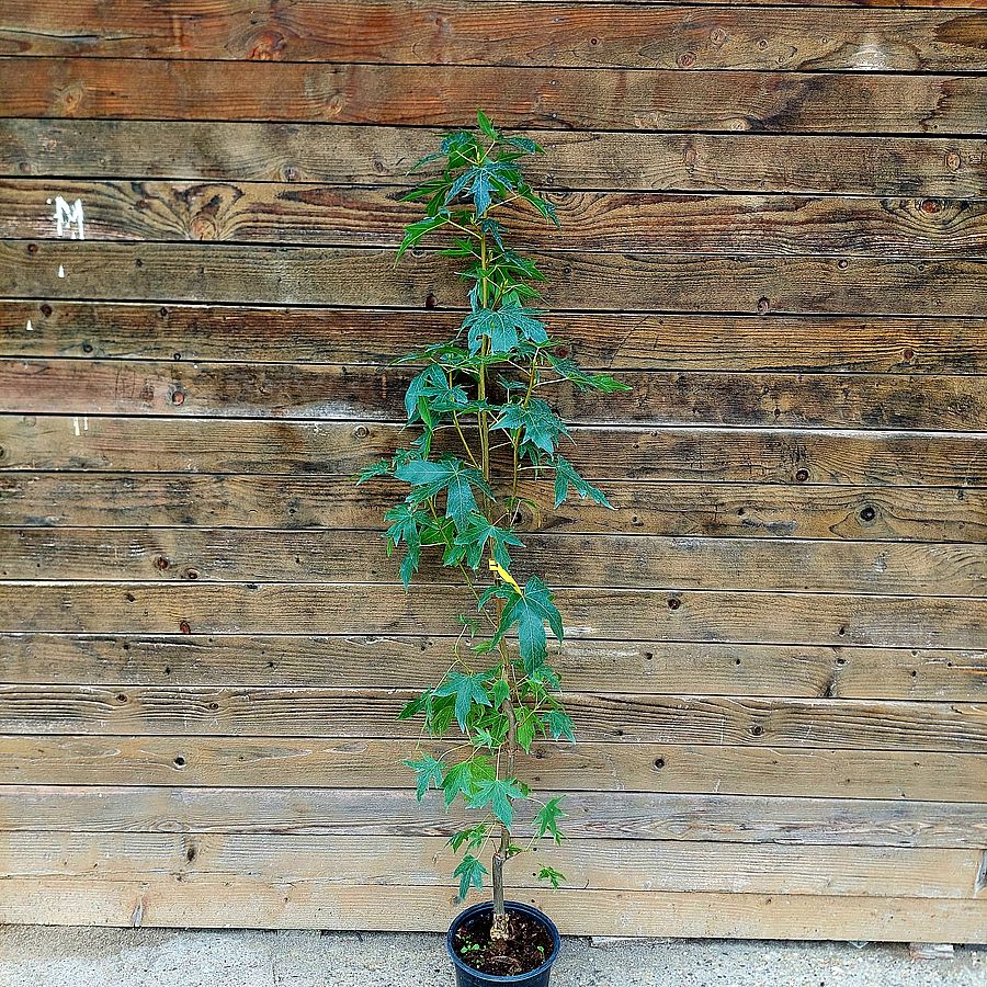 Ámbrafa Liquidambar styraciflua 'Worplesdon'
