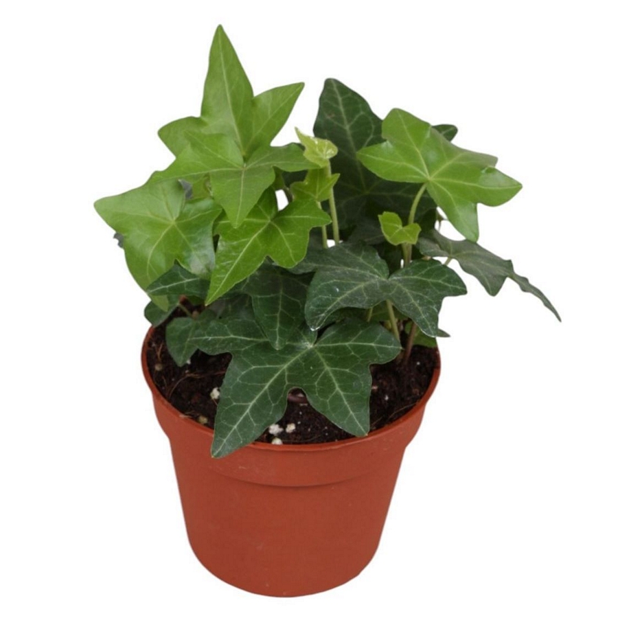 Borosty&aacute;n Hedera helix