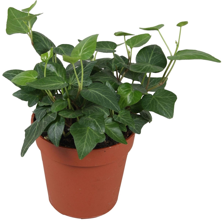 Borosty&aacute;n Hedera helix 'Lady Kay'