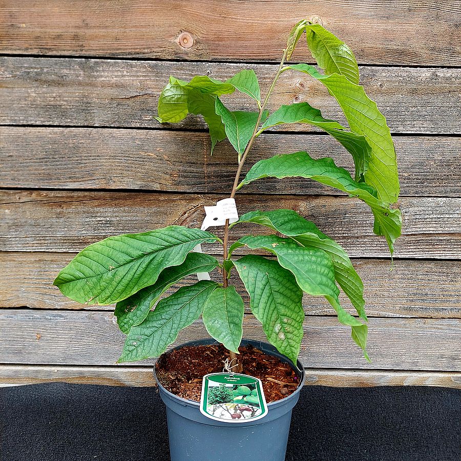 Indián banán Asimina triloba