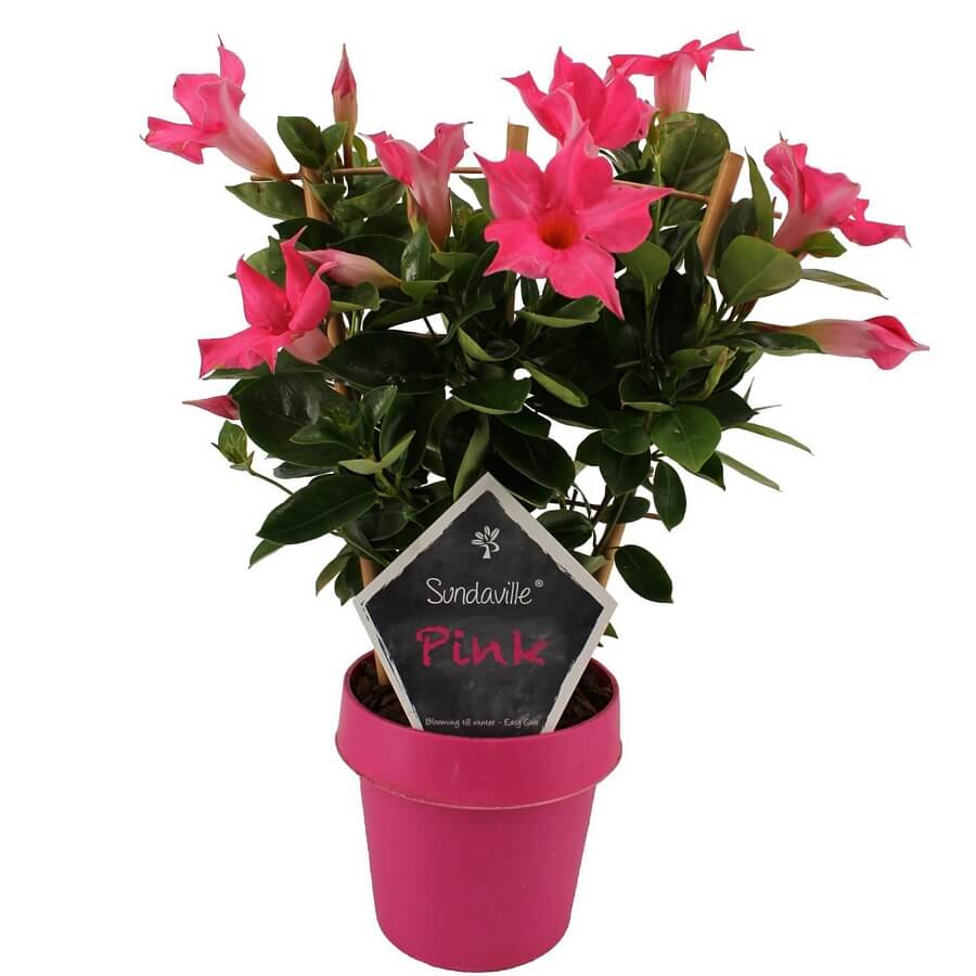 Brazil t&ouml;lcs&eacute;rj&aacute;zmin Mandevilla 'Sundaville Pink'