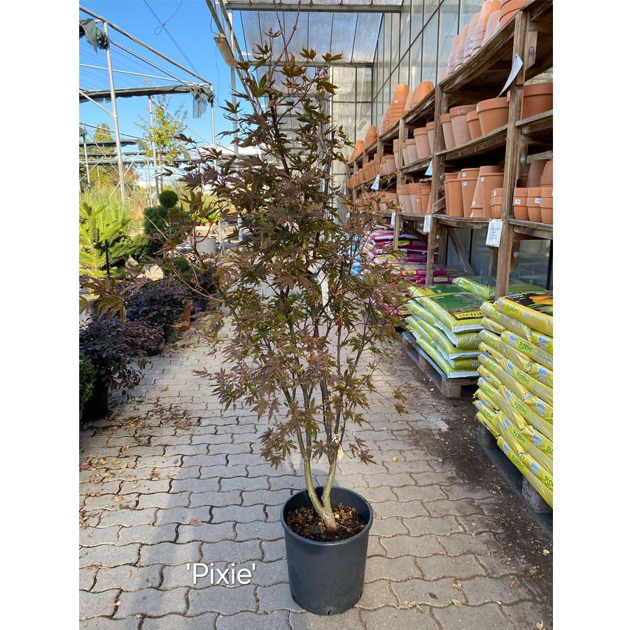 Japán juhar Acer palmatum 'Pixie'
