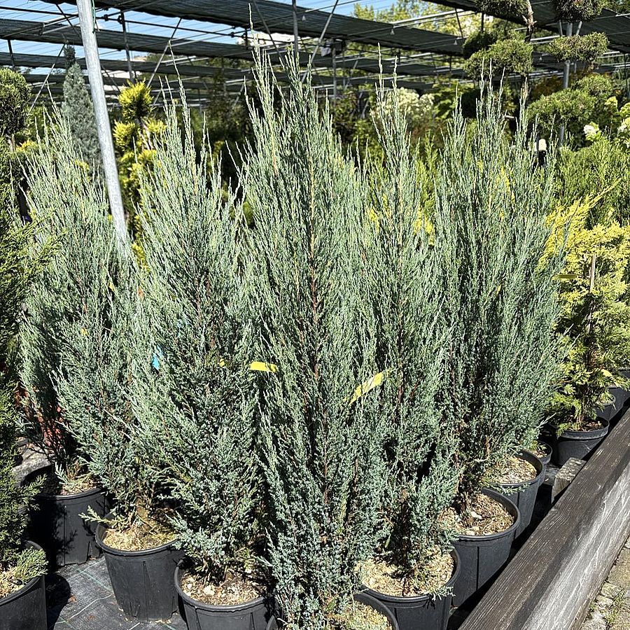 Karcsú oszlopos boróka Juniperus scopulorum 'Blue Arrow'
