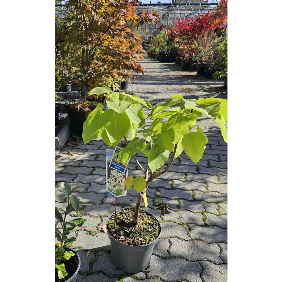 Arany szivarfa Catalpa bignonioides 'Aurea'