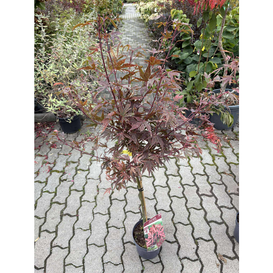 Japán juhar Acer palmatum 'Shaina'