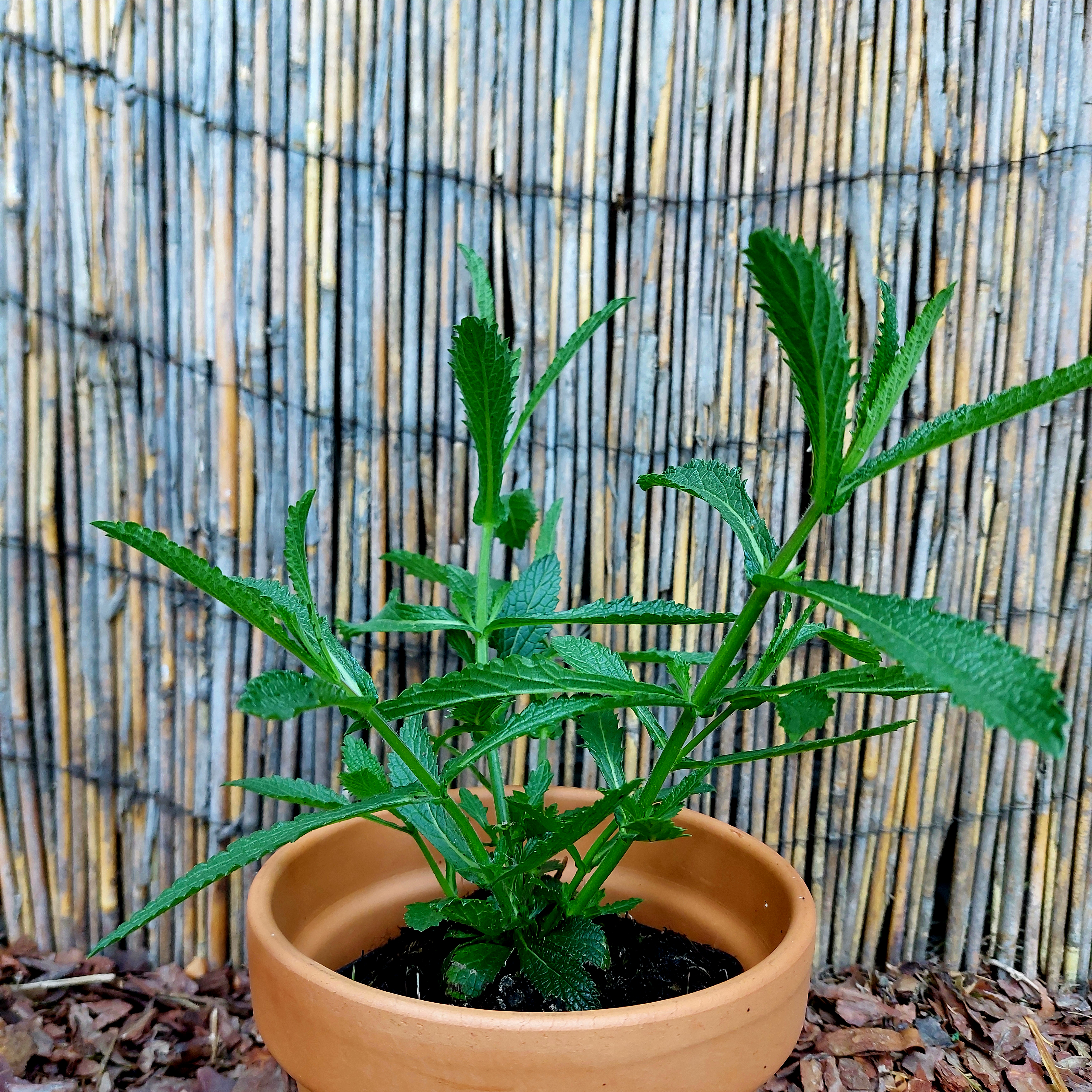 Ernyős verbéna Verbena bonariensis