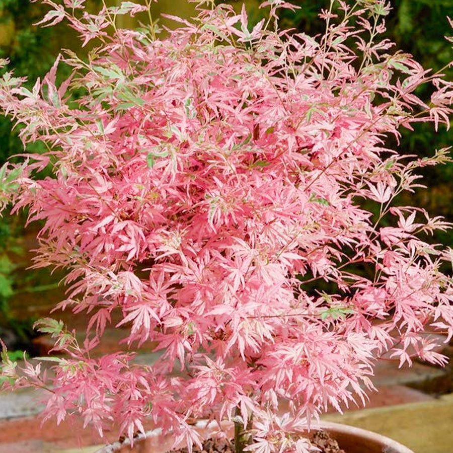 Acer palmatum 'Taylor'