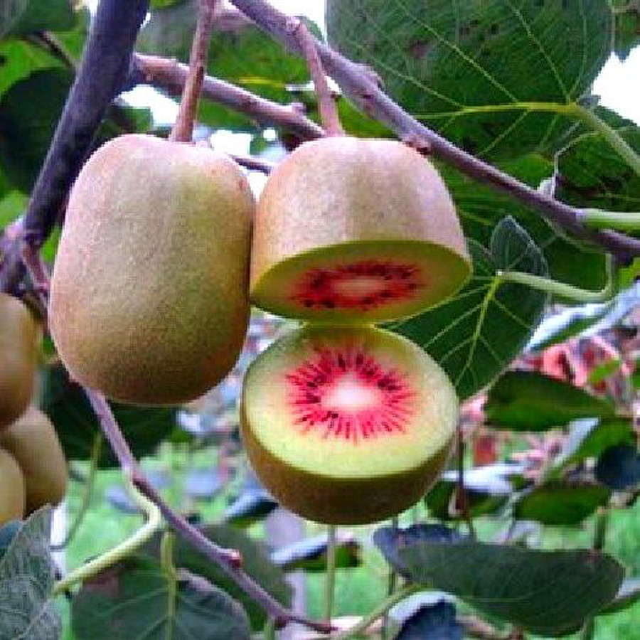 Kivi termős Actinidia deliciosa 'Hongyang'