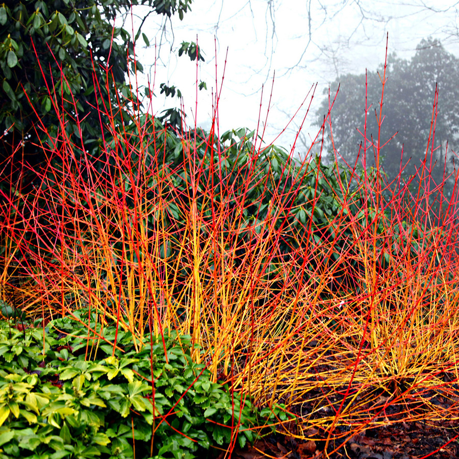 Cornus sanguinea 'Midwinter Fire'