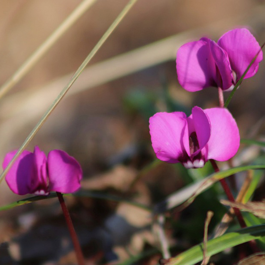 Cyclamen coum