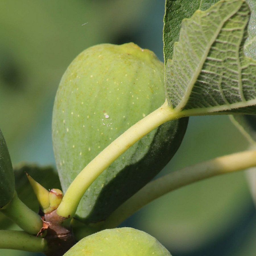Aszalni való füge Ficus carica 'Smyrna'
