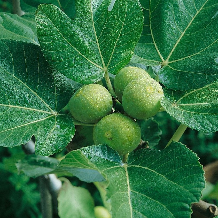 Ficus carica 'Verdino'