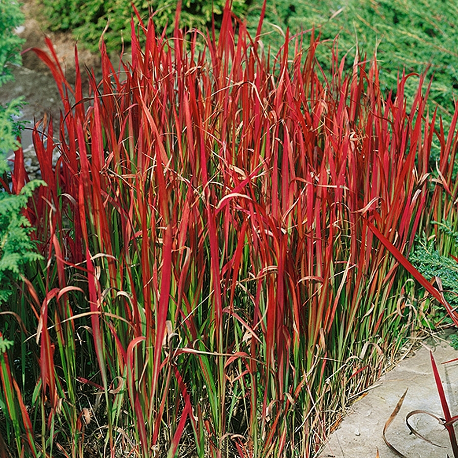 Imperata cylindrica 'Red Baron'