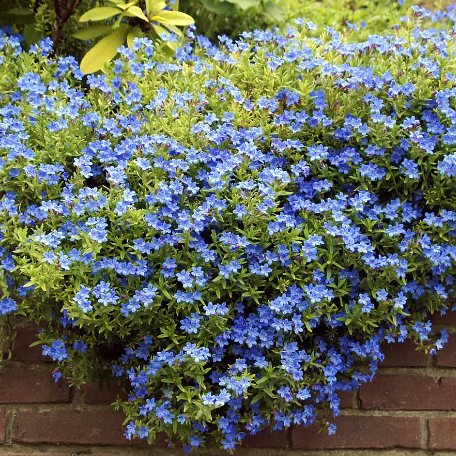 Lithodora diffusa