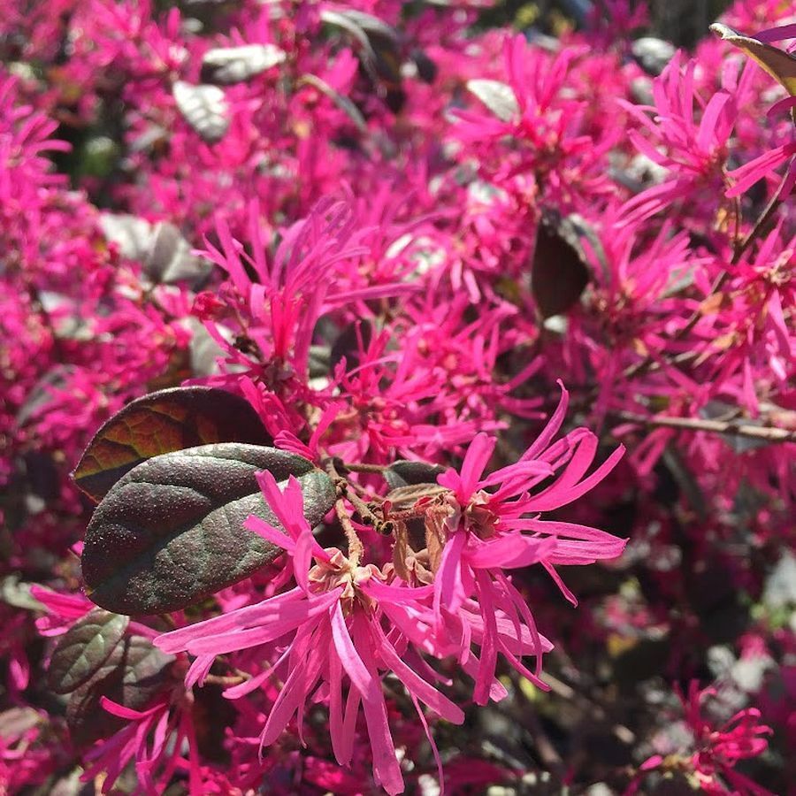 Loropetalum chinensis 'Fede'
