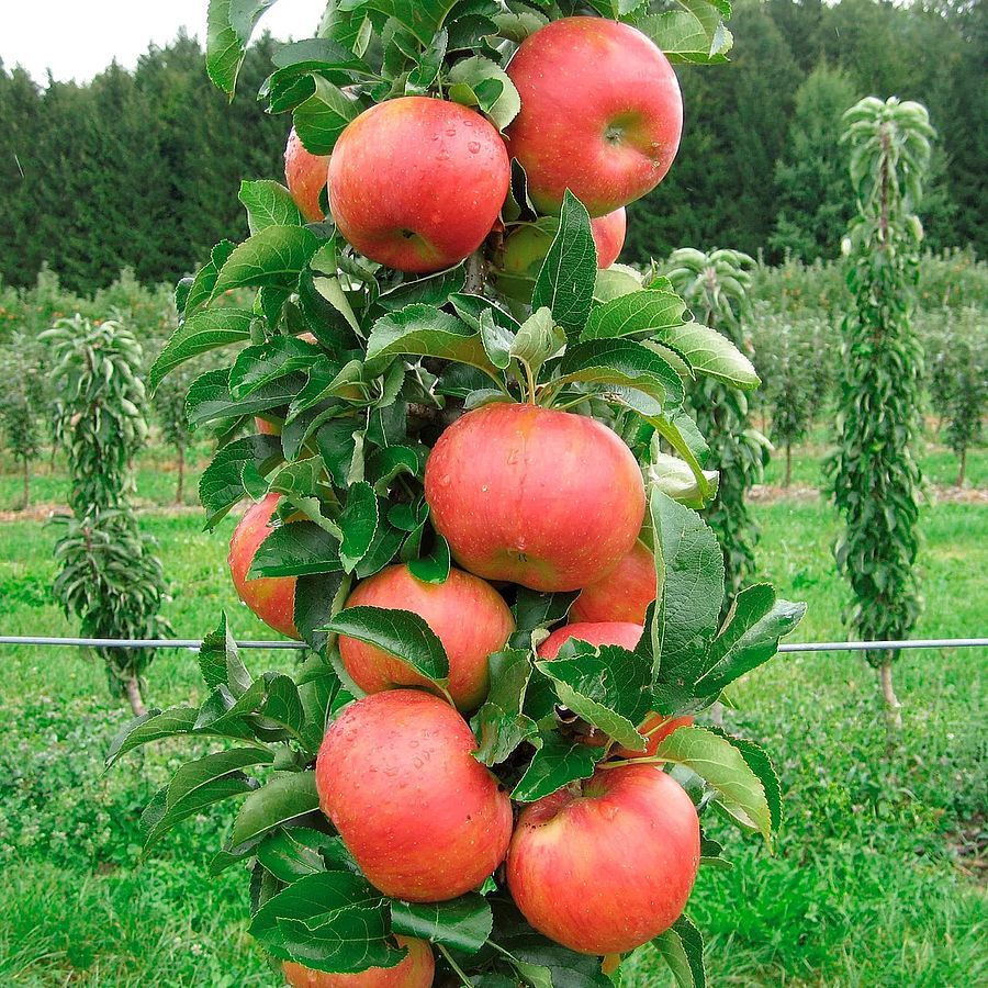 Alma Sonate Malus domestica 'Sonate'