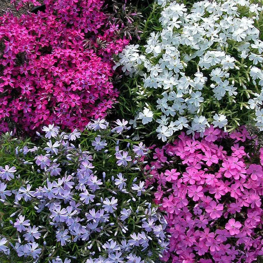 Phlox subulata mix