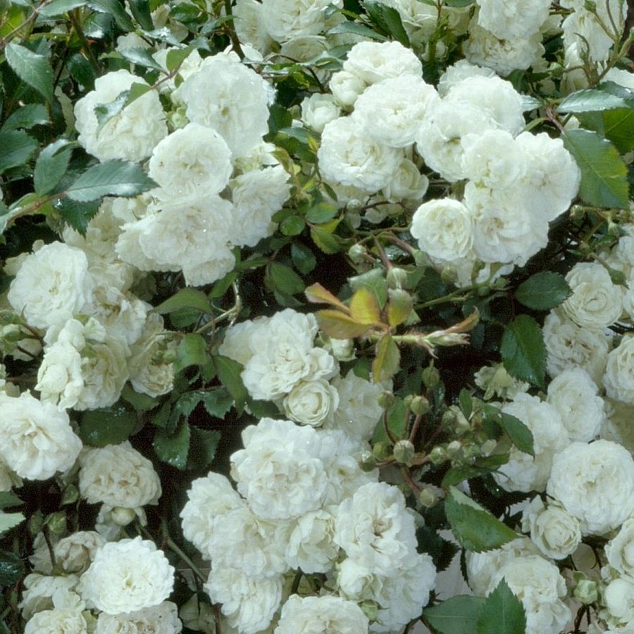 Rosa 'Miniature White'