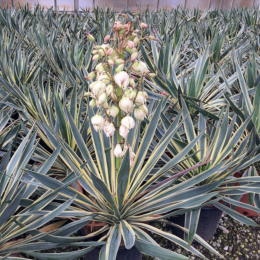 Tarkalevelű pálmaliliom Yucca gloriosa 'Variegata'