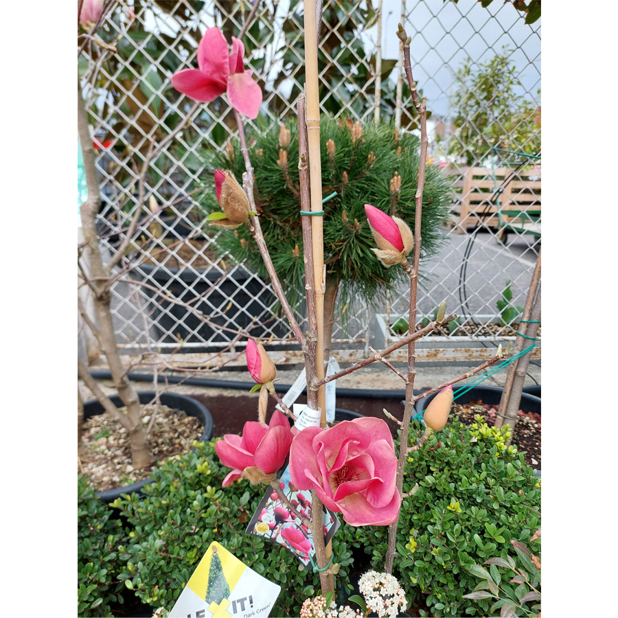 Liliomfa Magnolia 'Watermelon'