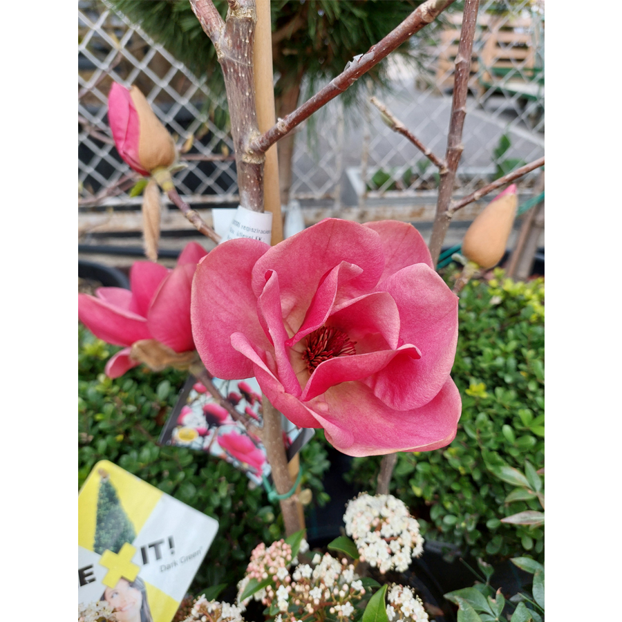 Liliomfa Magnolia 'Watermelon'