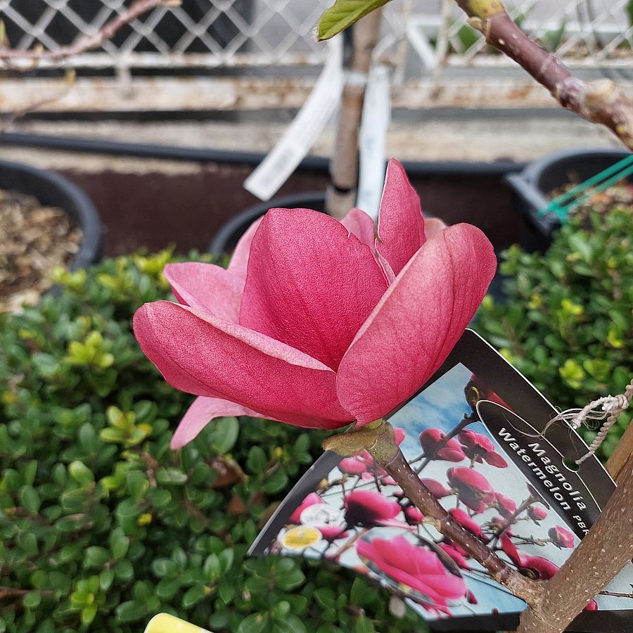 Liliomfa Magnolia 'Watermelon'