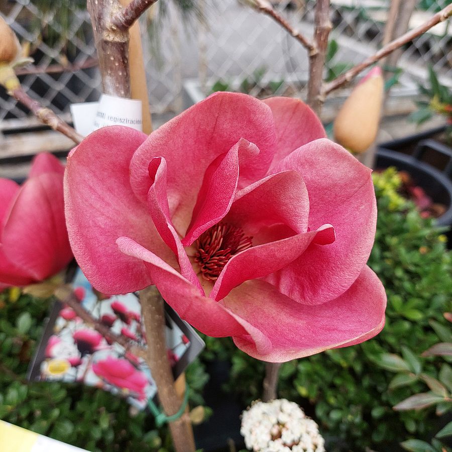 Liliomfa Magnolia 'Watermelon'