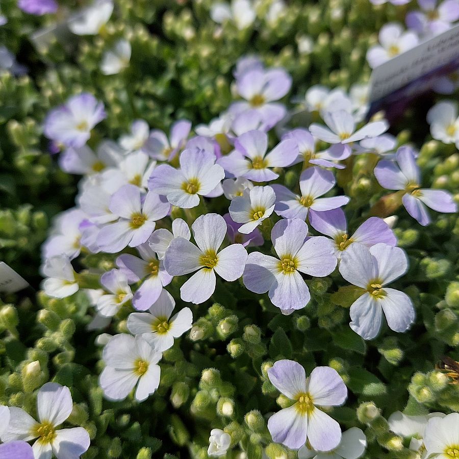 Aubrieta cultorum 'Regado Blue White Bicolour' P&aacute;zsitviola