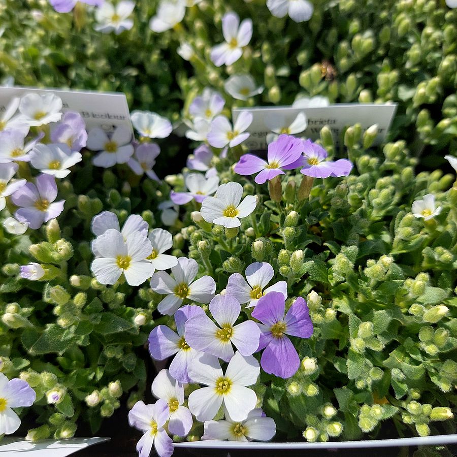 P&aacute;zsitviola Aubrieta cultorum 'Regado Blue White Bicolour'