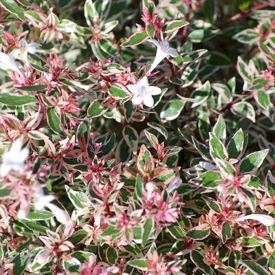 Abelia grandiflora 'Confetti' Tarka levelű tárnicslonc