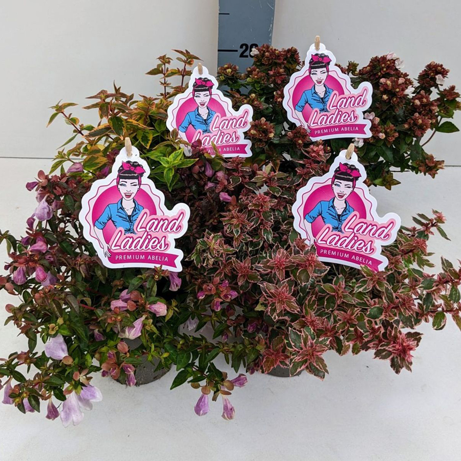 Abelia grandiflora mix Tárnicslonc fajták