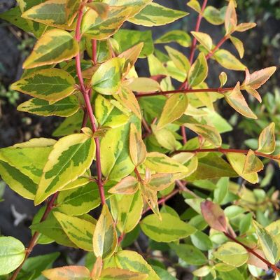 Abelia grandiflora 'Kaleidoscop' Tarka levelű tárnicslonc