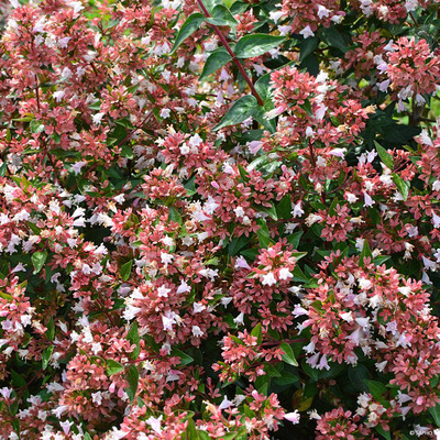 Abelia grandiflora 'Raspberry Profusion' T&aacute;rnicslonc