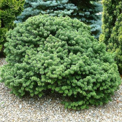Abies balsamea 'Nana' Törpe balzsamfenyő
