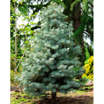 Abies concolor 'Archer's Dwarf' Törpe kolorádófefenyő