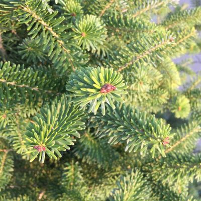 Koreai jegenyefenyő Abies koreana