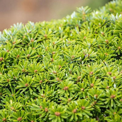 Abies koreana 'Kristallkugel' Törpe koreai jegenyefenyő