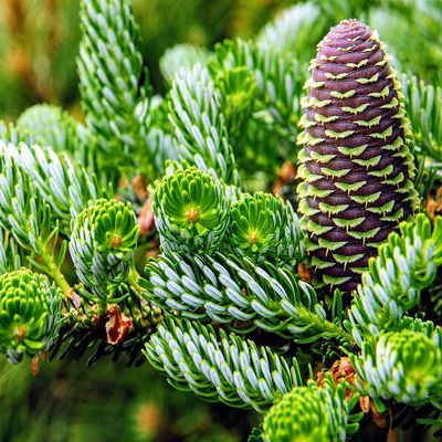 Abies koreana 'Silberlocke' Koreai jegenyefenyő