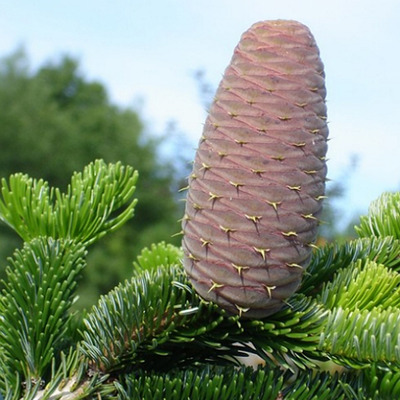 Kaukázusi jegenyefenyő Abies nordmanniana