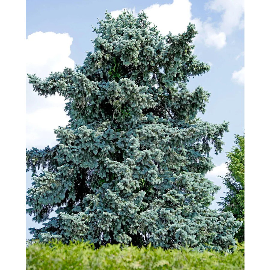 Abies procera 'Glauca' Nemes jegenyefenyő