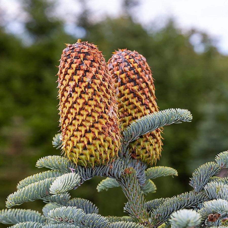 Nemes jegenyefenyő Abies procera 'Glauca'