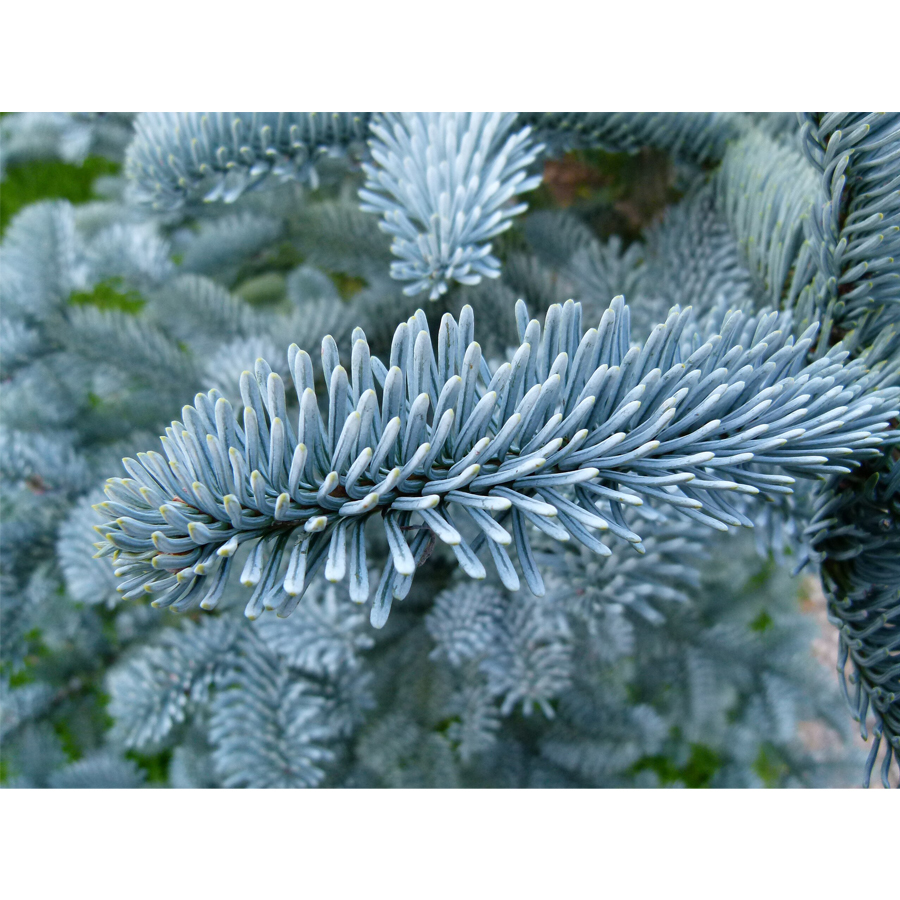 Nemes jegenyefenyő Abies procera 'Glauca'