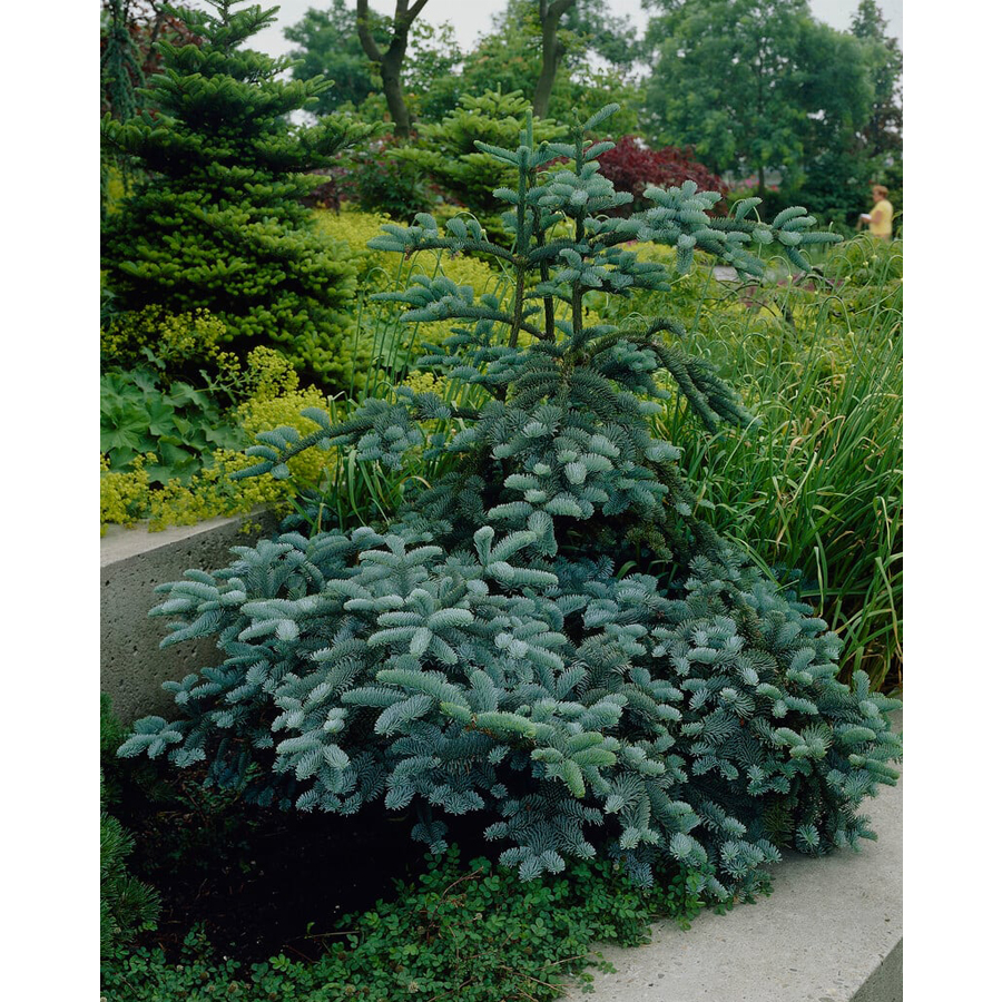 Nemes jegenyefenyő Abies procera 'Glauca'