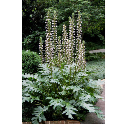 Acanthus mollis Medveköröm