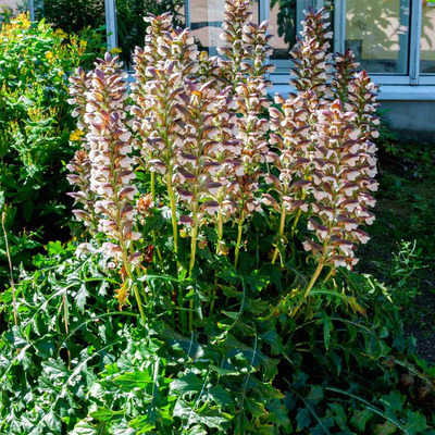 Medveköröm Acanthus mollis